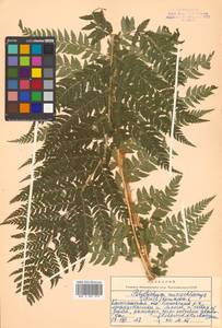 Polystichum microchlamys (Christ) Matsum., Siberia, Chukotka & Kamchatka (S7) (Russia)