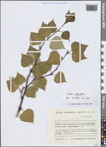 Betula pendula subsp. mandshurica (Regel) Ashburner & McAll., Siberia, Chukotka & Kamchatka (S7) (Russia)