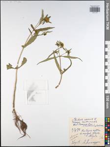 Bidens cernua L., Eastern Europe, Central region (E4) (Russia)