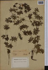 Geranium sanguineum L., Western Europe (EUR) (Germany)
