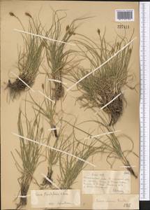 Carex stenophylla subsp. stenophylloides (V.I.Krecz.) T.V.Egorova, Middle Asia, Muyunkumy, Balkhash & Betpak-Dala (M9) (Kazakhstan)