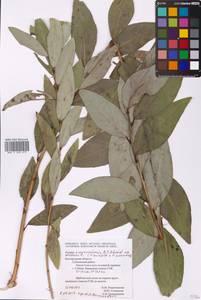 Populus ×moscoviensis Schröd., Eastern Europe, Central forest-and-steppe region (E6) (Russia)