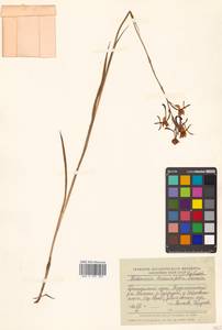 Habenaria linearifolia Maxim., Siberia, Russian Far East (S6) (Russia)