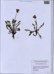 Taraxacum ungulatum (Brenner) Brenner, Eastern Europe, Middle Volga region (E8) (Russia)
