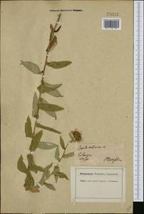 Pentanema salicinum (L.) D. Gut. Larr., Santos-Vicente, Anderb., E. Rico & M. M. Mart. Ort., Western Europe (EUR) (Germany)