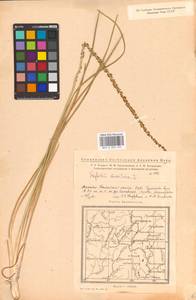 Triglochin maritima L., Eastern Europe, Eastern region (E10) (Russia)