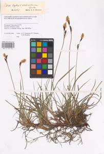 Carex bigelowii Torr. ex Schwein., Siberia, Western Siberia (S1) (Russia)