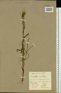Tragopogon dubius Scop., Eastern Europe, North Ukrainian region (E11) (Ukraine)