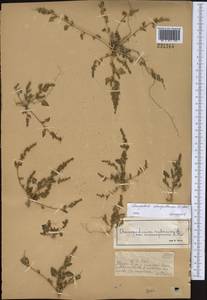 Oxybasis chenopodioides (L.) S. Fuentes, Uotila & Borsch, Middle Asia, Muyunkumy, Balkhash & Betpak-Dala (M9) (Kazakhstan)