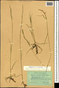 Bromus biebersteinii Roem. & Schult., Caucasus, Dagestan (K2) (Russia)