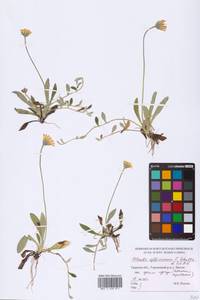 Pilosella officinarum Vaill., Eastern Europe, North-Western region (E2) (Russia)