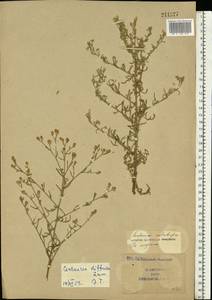 Centaurea calcitrapa L., Eastern Europe, South Ukrainian region (E12) (Ukraine)