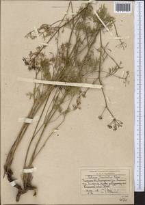 Sphaenolobium tenuisectum (Korovin) Pimenov, Middle Asia, Western Tian Shan & Karatau (M3) (Uzbekistan)