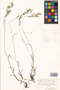 Bromus commutatus Schrad., Eastern Europe, Moscow region (E4a) (Russia)