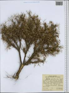 Conyza spinosa Sch. Bip. ex Oliv. & Hiern, Africa (AFR) (Ethiopia)