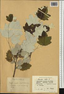 Populus alba L., Western Europe (EUR) (Bulgaria)