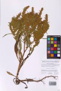Rumex maritimus L., Eastern Europe, Moscow region (E4a) (Russia)