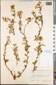Prunus fruticosa Pall., Eastern Europe, North Ukrainian region (E11) (Ukraine)