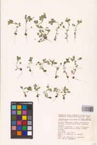 Medicago minima (L.) Bartal., Eastern Europe, Lower Volga region (E9) (Russia)