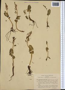 Botrychium lunaria (L.) Sw., Western Europe (EUR) (Italy)