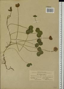 Trifolium repens L., Eastern Europe, South Ukrainian region (E12) (Ukraine)