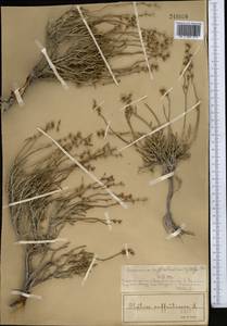 Limonium suffruticosum (L.) Kuntze, Middle Asia, Muyunkumy, Balkhash & Betpak-Dala (M9) (Kazakhstan)