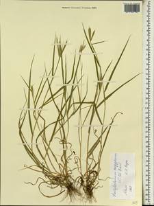Dactyloctenium aegyptium (L.) Willd., Africa (AFR) (Mali)