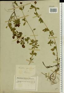 Trifolium aureum Pollich, Eastern Europe, Central forest-and-steppe region (E6) (Russia)