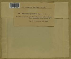 Hylocomiastrum pyrenaicum (Spruce) M. Fleisch. ex Broth., Bryophytes, Bryophytes - Karelia, Leningrad & Murmansk Oblasts (B4) (Russia)