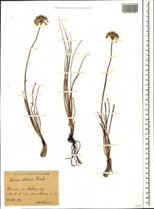 Allium denudatum Redouté, Caucasus, Stavropol Krai, Karachay-Cherkessia & Kabardino-Balkaria (K1b) (Russia)