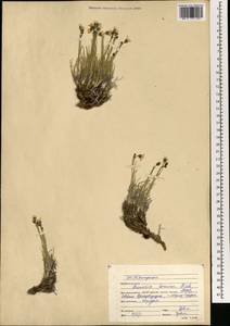Eremogone formosa (Fisch. ex Ser.) Fenzl, Mongolia (MONG) (Mongolia)