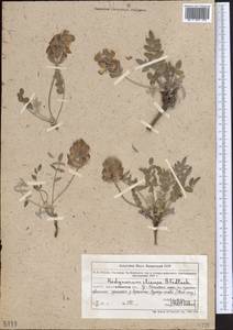 Hedysarum iliense B.Fedtsch., Middle Asia, Northern & Central Tian Shan (M4) (Kazakhstan)