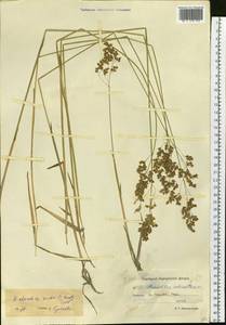 Anthoxanthum nitens (Weber) Y.Schouten & Veldkamp, Siberia, Chukotka & Kamchatka (S7) (Russia)