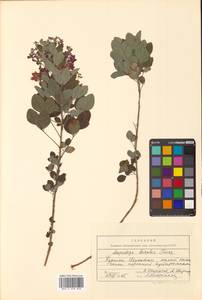Lespedeza bicolor Turcz., Siberia, Russian Far East (S6) (Russia)