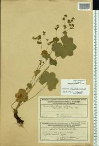 Alchemilla breviloba H. Lindb., Eastern Europe, Volga-Kama region (E7) (Russia)