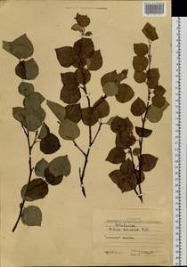 Betula davurica Pall., Siberia, Baikal & Transbaikal region (S4) (Russia)