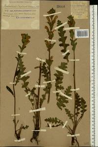 Pedicularis sceptrum-carolinum, Eastern Europe, South Ukrainian region (E12) (Ukraine)