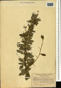 Berberis iberica Stev. & Fisch. ex DC., Caucasus, Dagestan (K2) (Russia)