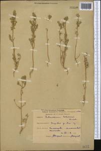 Petrosimonia litwinowii Korsh., Middle Asia, Northern & Central Kazakhstan (M10) (Kazakhstan)