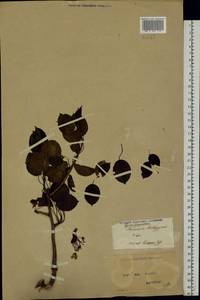 Pyrus communis L., Eastern Europe, North Ukrainian region (E11) (Ukraine)