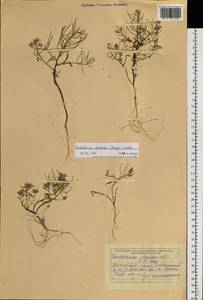 Dontostemon integrifolius (L.) Ledeb., Siberia, Russian Far East (S6) (Russia)