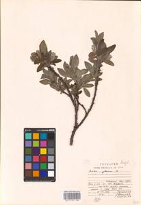 Salix glauca L., Eastern Europe, Northern region (E1) (Russia)