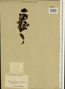 Pedicularis palustris L., Eastern Europe, Northern region (E1) (Russia)