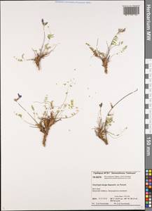 Oxytropis arctica subsp. taimyrensis Jurtzev, Siberia, Central Siberia (S3) (Russia)