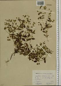 Swertia dichotoma L., Siberia, Western (Kazakhstan) Altai Mountains (S2a) (Kazakhstan)