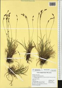 Carex sempervirens Vill., Western Europe (EUR) (Italy)