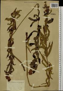 Lysimachia vulgaris L., Siberia, Baikal & Transbaikal region (S4) (Russia)