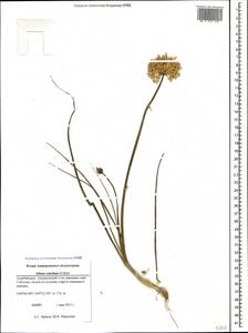 Allium rubellum M.Bieb., Caucasus, Azerbaijan (K6) (Azerbaijan)