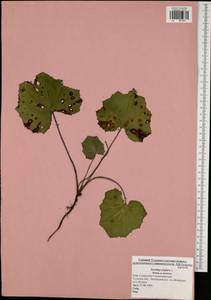Tussilago farfara L., Eastern Europe, Central region (E4) (Russia)