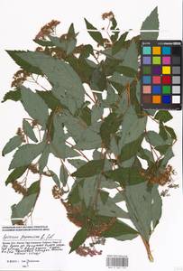 Spiraea japonica L. fil., Eastern Europe, Moscow region (E4a) (Russia)